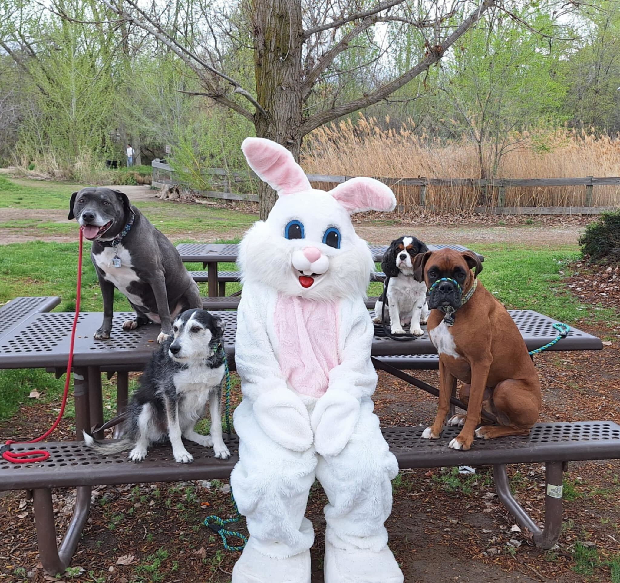 Person in a bunny costume posing with four dogs. 
